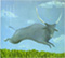 Bufalo